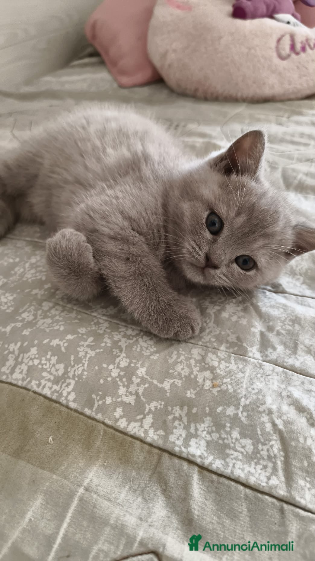 British gatti British Shorthair Lilac - Annuncio 19
