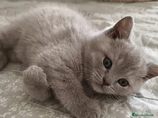British gatti British Shorthair Lilac - Annuncio 19