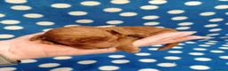 Barboncino cani in vendita: Barboncini nani red cuccioli - Annuncio 14