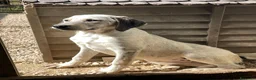 Meticcio cani in regalo: ADOTTACI - Annuncio 10