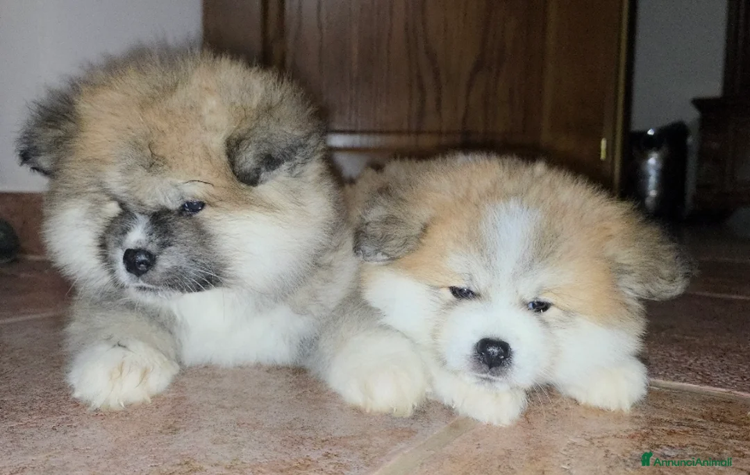 Akita Inu cani in vendita: Cuccioli Akita Inu  - Annuncio 7