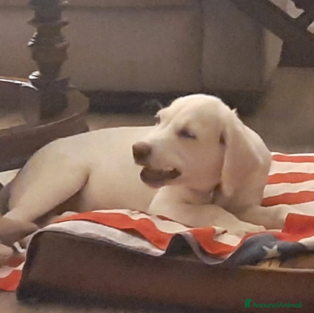 Meticcio cani in regalo: Cocca sui 4mesi mix Labrador rimasta sola CAGLIARI - Annuncio 4