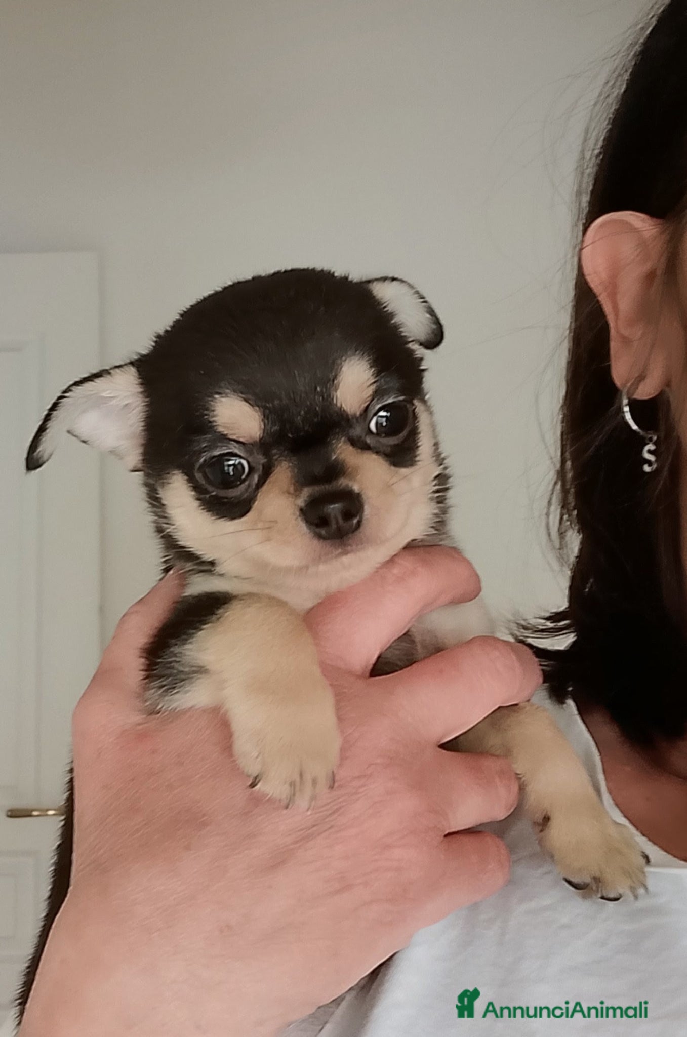 Chihuahua cani Chihuahua pedigree ENCI  - Annuncio 6