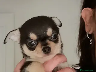 Chihuahua cani Chihuahua pedigree ENCI - Annuncio 6