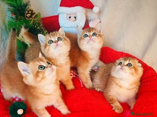 Scottish gatti Gattini Scottish Rossicci - Annuncio 36