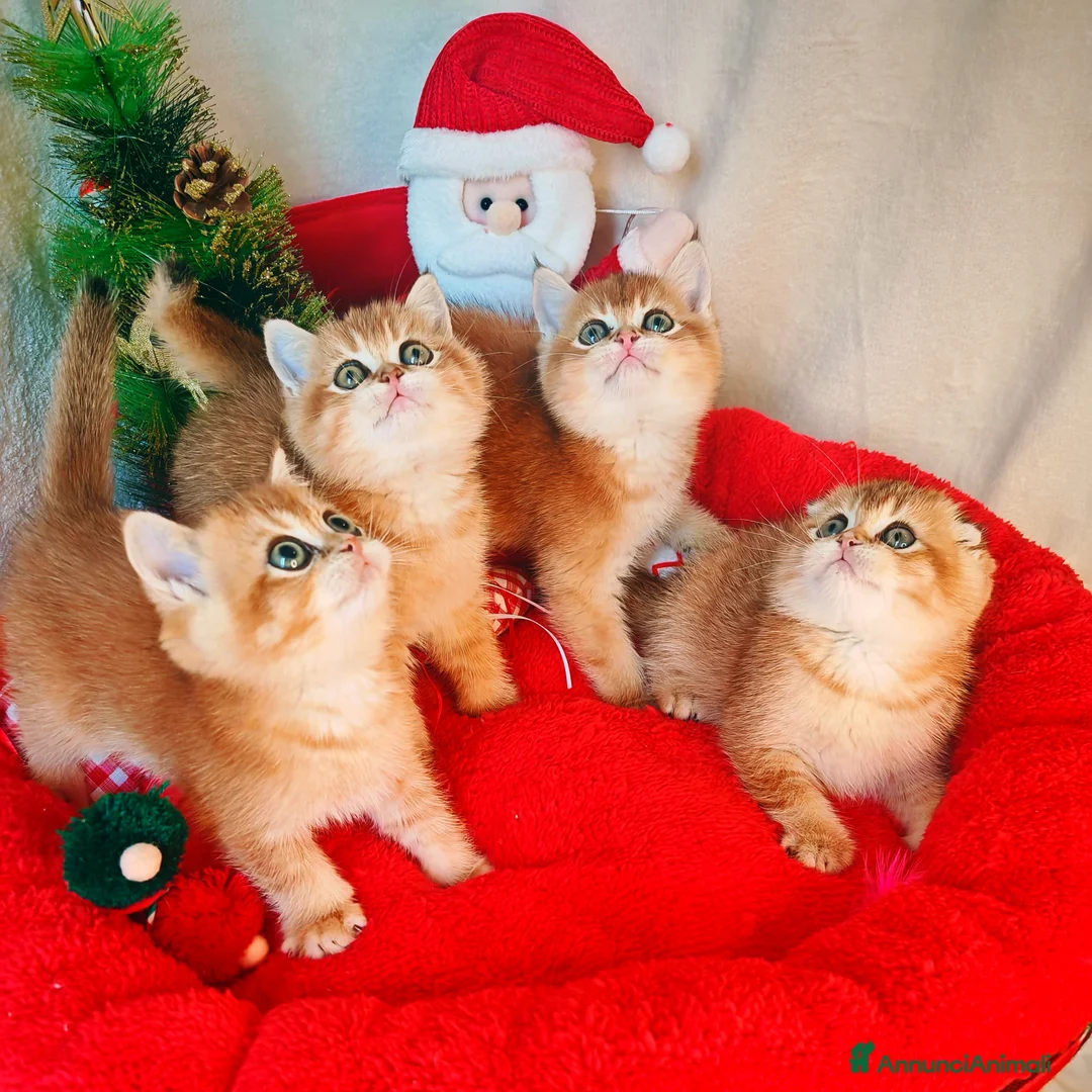 Scottish gatti in vendita: Gattini Scottish Rossicci - Annuncio 1