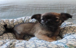 Chihuahua cani in vendita: cuccioli di cihuahua a pelo lungo a Molinella - Immagine 9
