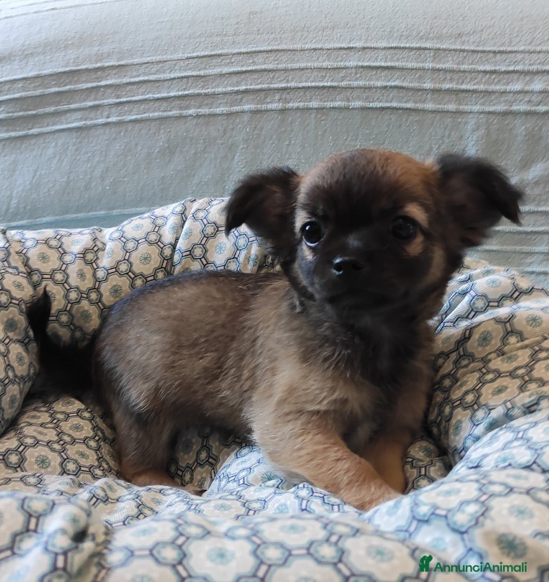 Chihuahua cani in vendita: cuccioli di cihuahua a pelo lungo a Molinella - Immagine 9