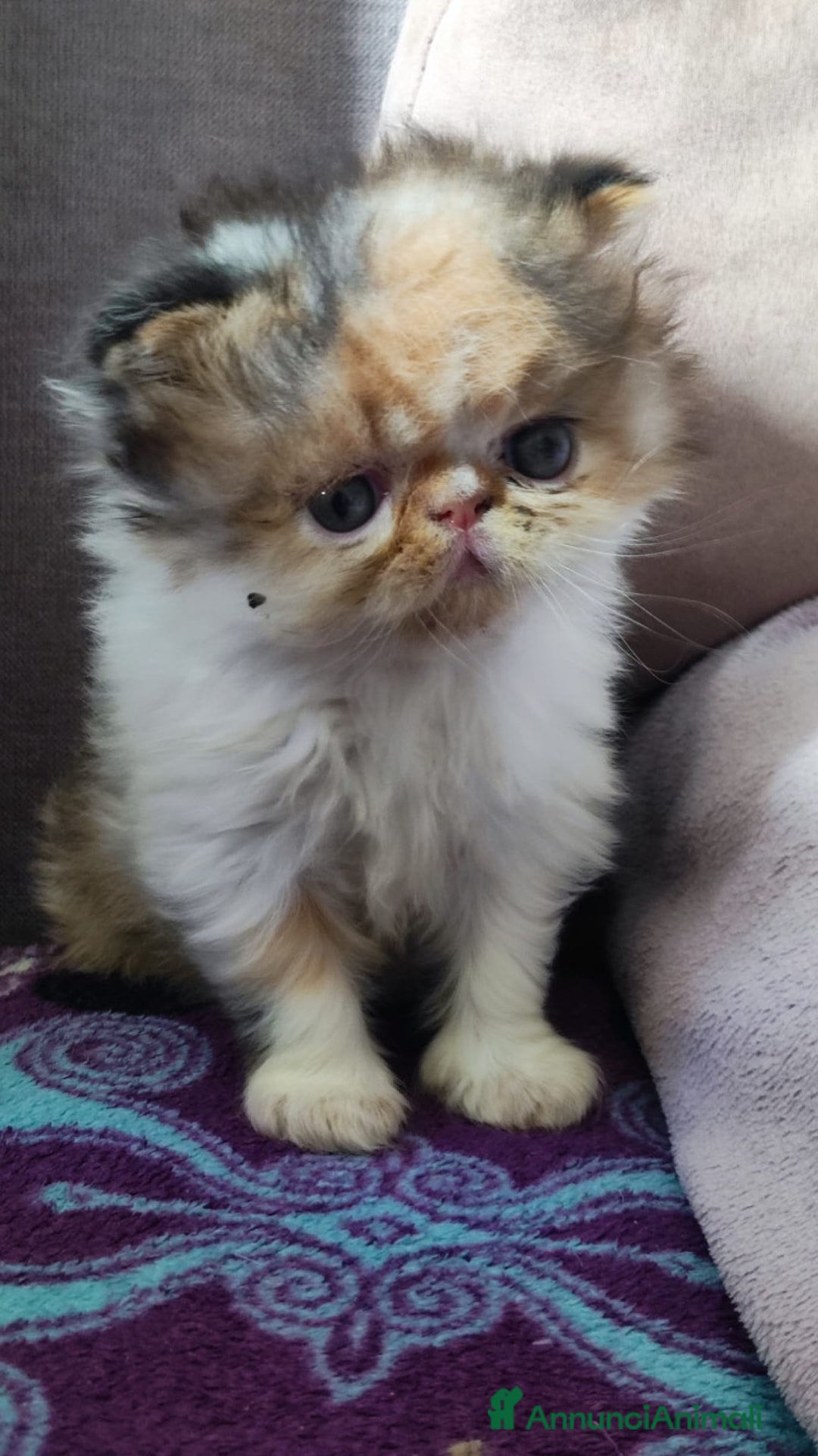 Persiano gatti in vendita: Gattini persiani ipertipi  - Annuncio 7