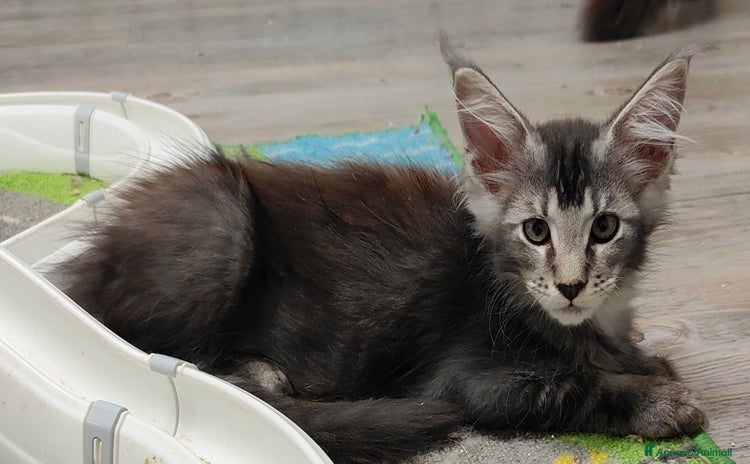Maine Coon gatti a Città Metropolitana di Venezia - Annuncio 7