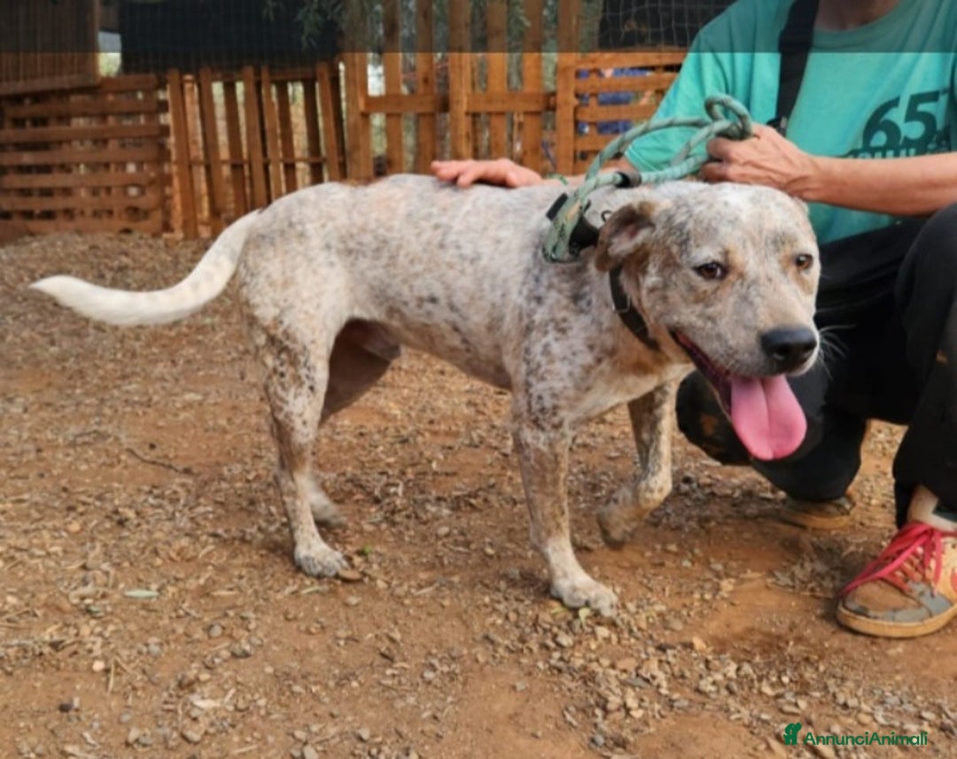 Meticcio cani in regalo: Molossino 2anni e 1/2 dal recinto al canile.CALABR - Annuncio 8