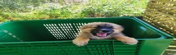 Meticcio cani in regalo: 3 pastorini sui 3mesi recuperati SOS CAGLIARI  - Annuncio 5