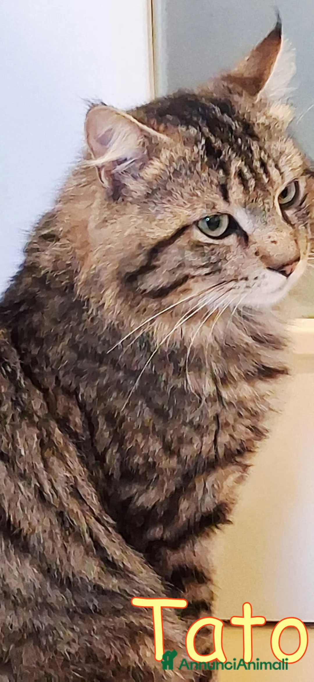 Maine Coon gatti in regalo: TATO SIMILMAINCOON - Annuncio 1
