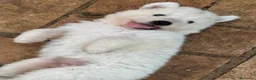 Pastore Abbruzzese Maremmano cani in vendita: Cuccioli di Pastore Maremmano con Pedigree a Città metropolitana di Roma Capitale - Annuncio 15