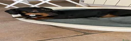 Bassotto cani in vendita: Cuccioli di bassotto Arlecchino  a Città metropolitana di Catania - Annuncio 7