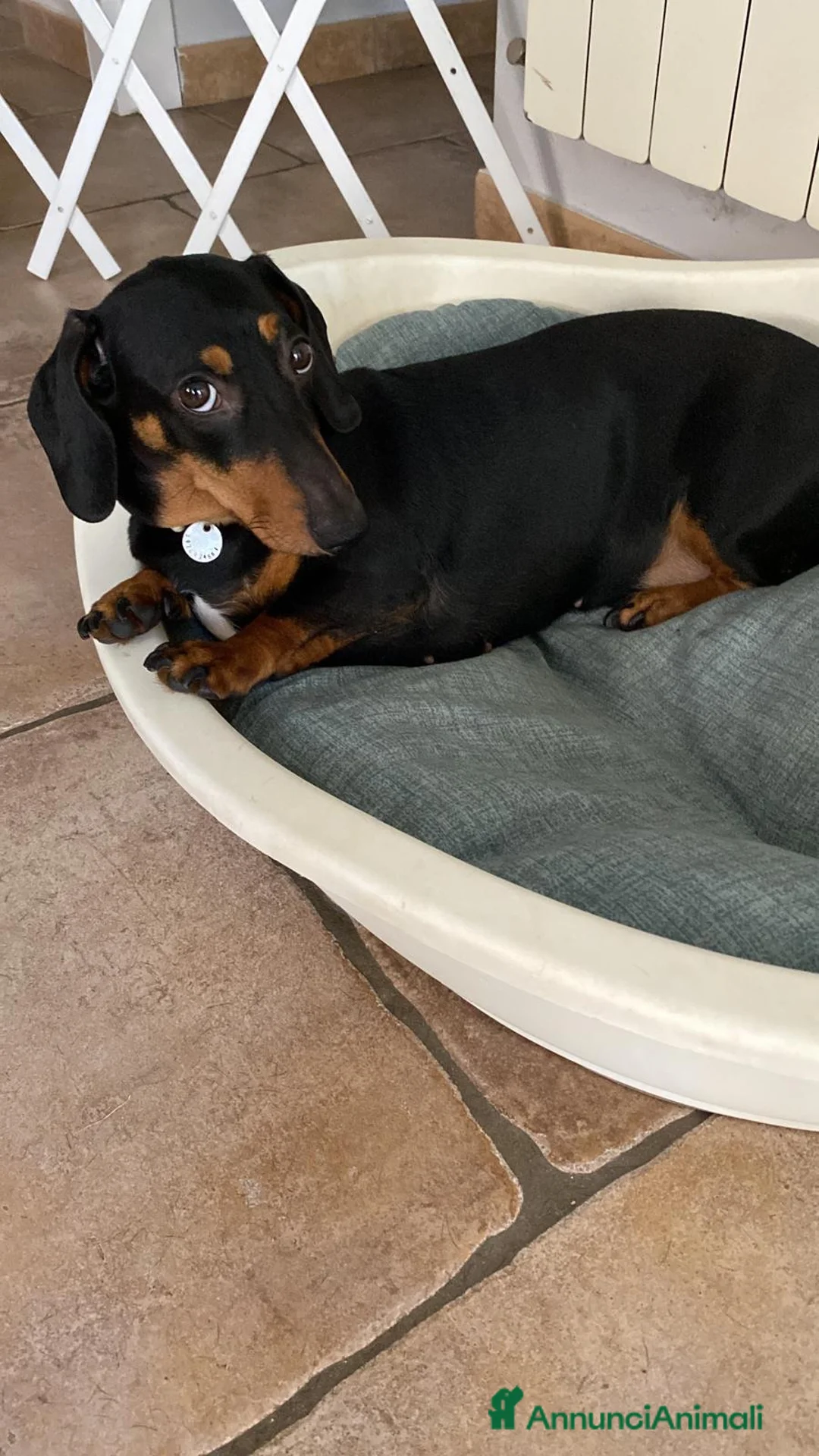 Bassotto cani in vendita: Cuccioli di bassotto Arlecchino  a Città metropolitana di Catania - Annuncio 7