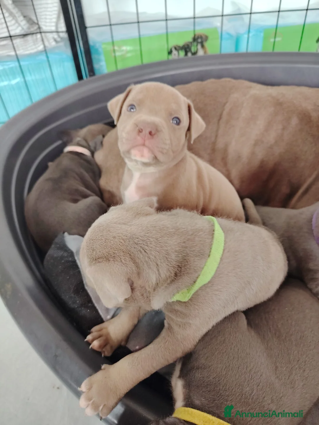 Pitbull cani in vendita: Meravigliosi e ricercati cuccioli di Pitbull - Annuncio 7