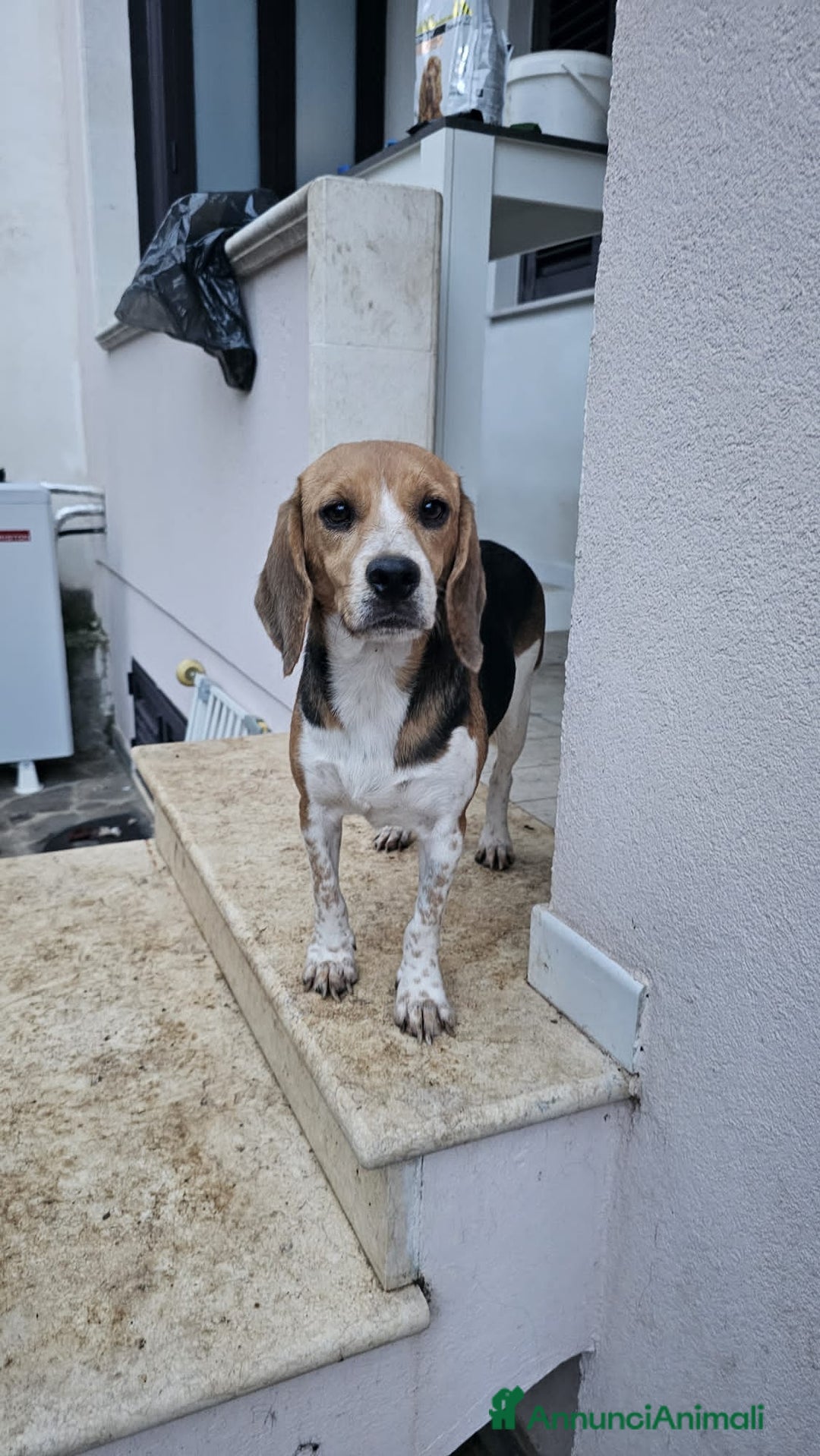 Altre razze cani in regalo: JOLIE  - Annuncio 4