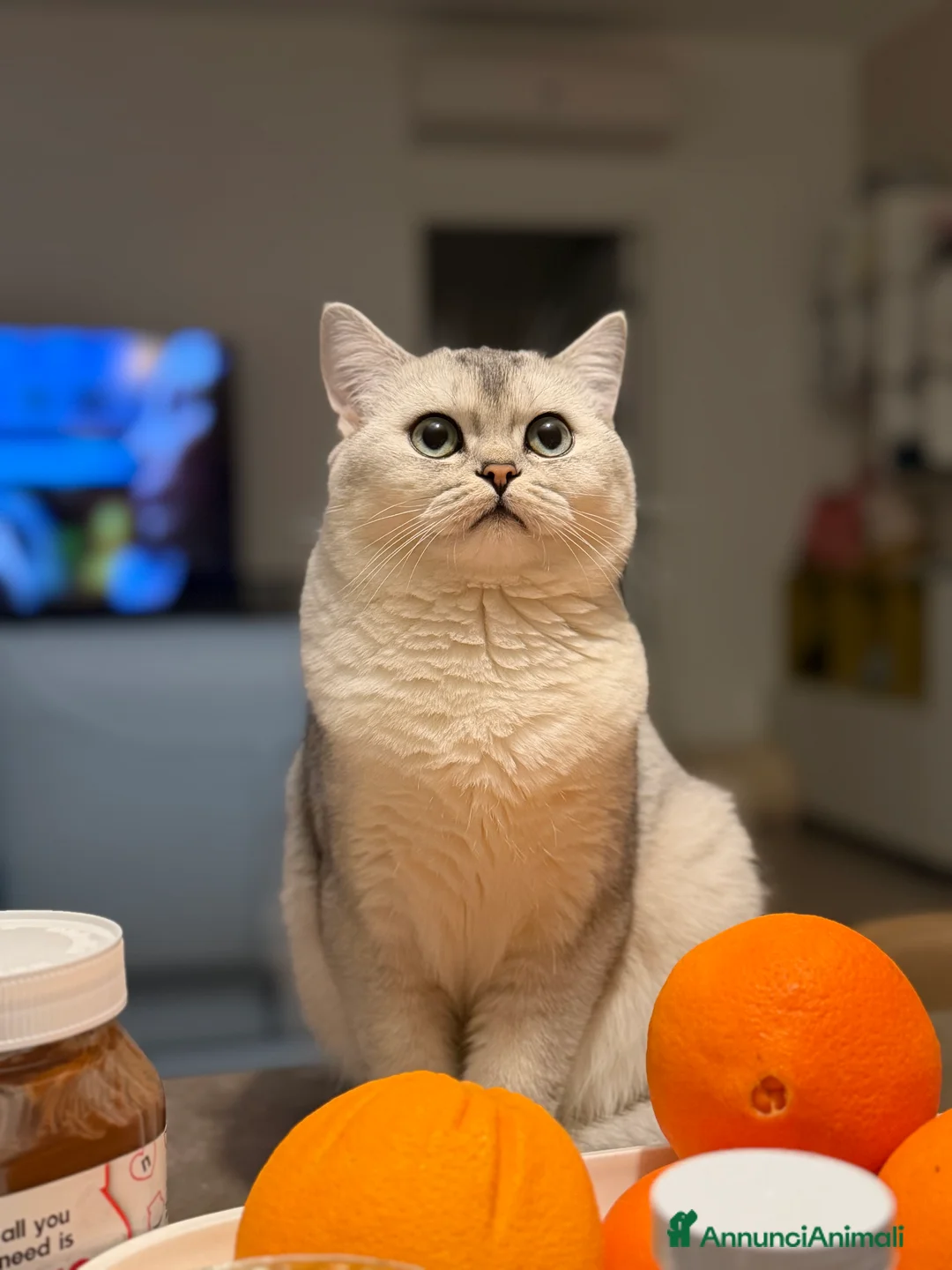 Scottish gatti in vendita: Scottish Straight  - Annuncio 4