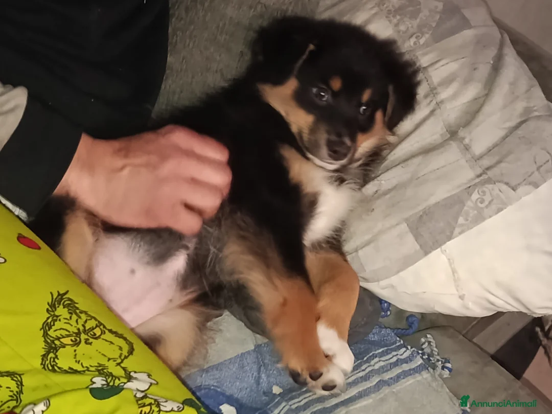 Australian Shepherd cani in vendita: Cucciole pastore australiano  - Annuncio 6