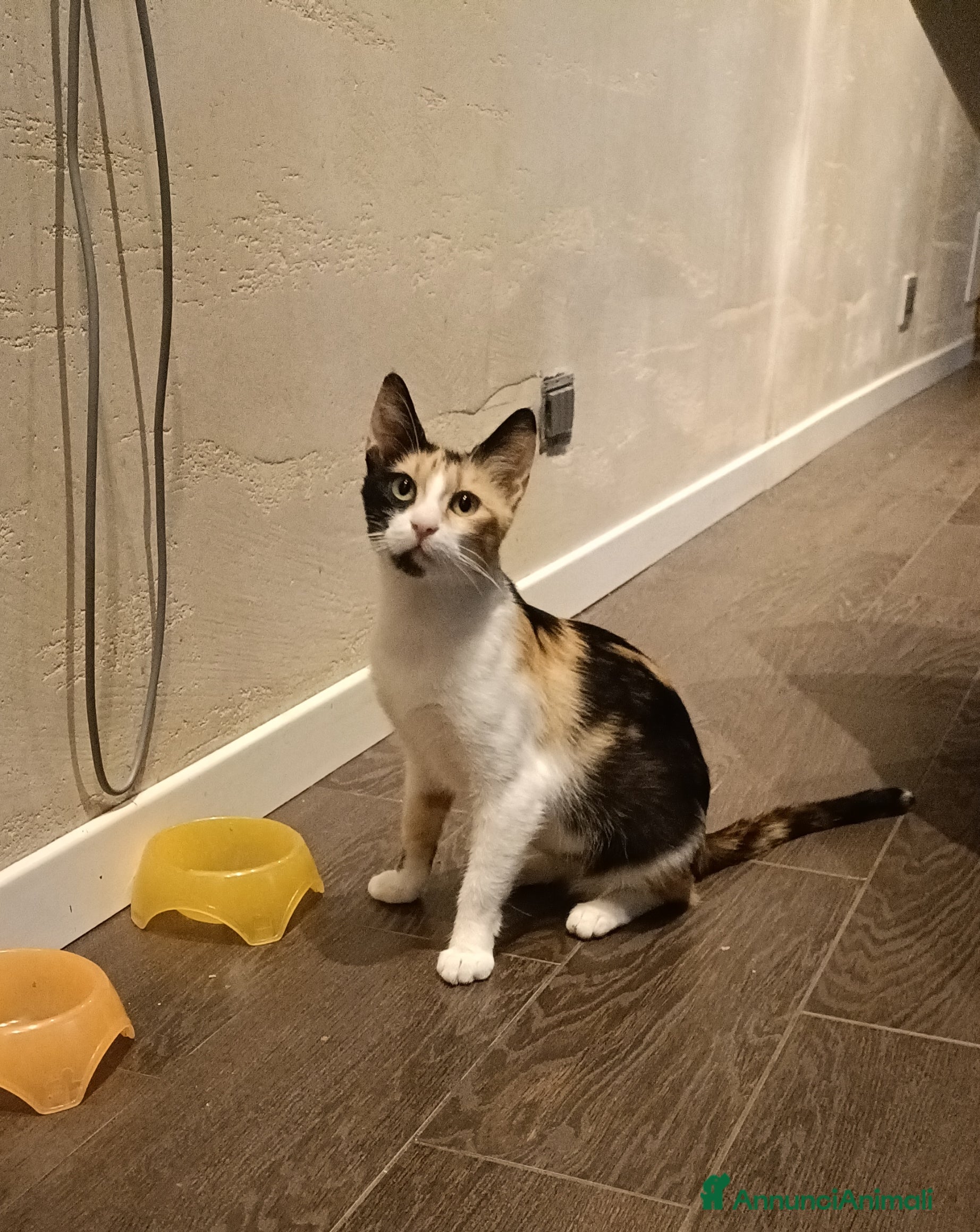 Europeo gatti Trilly  - Annuncio 40