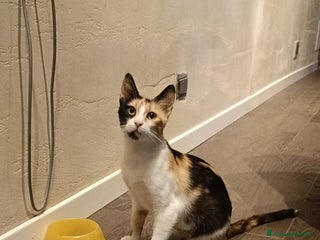 Europeo gatti Trilly - Annuncio 2