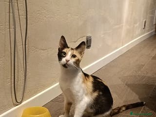 Europeo gatti Trilly - Annuncio 31