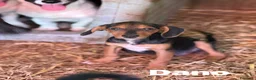 Meticcio cani in regalo: DANO, scricciolino tenerissimo! TG PICCOLA - Annuncio 3