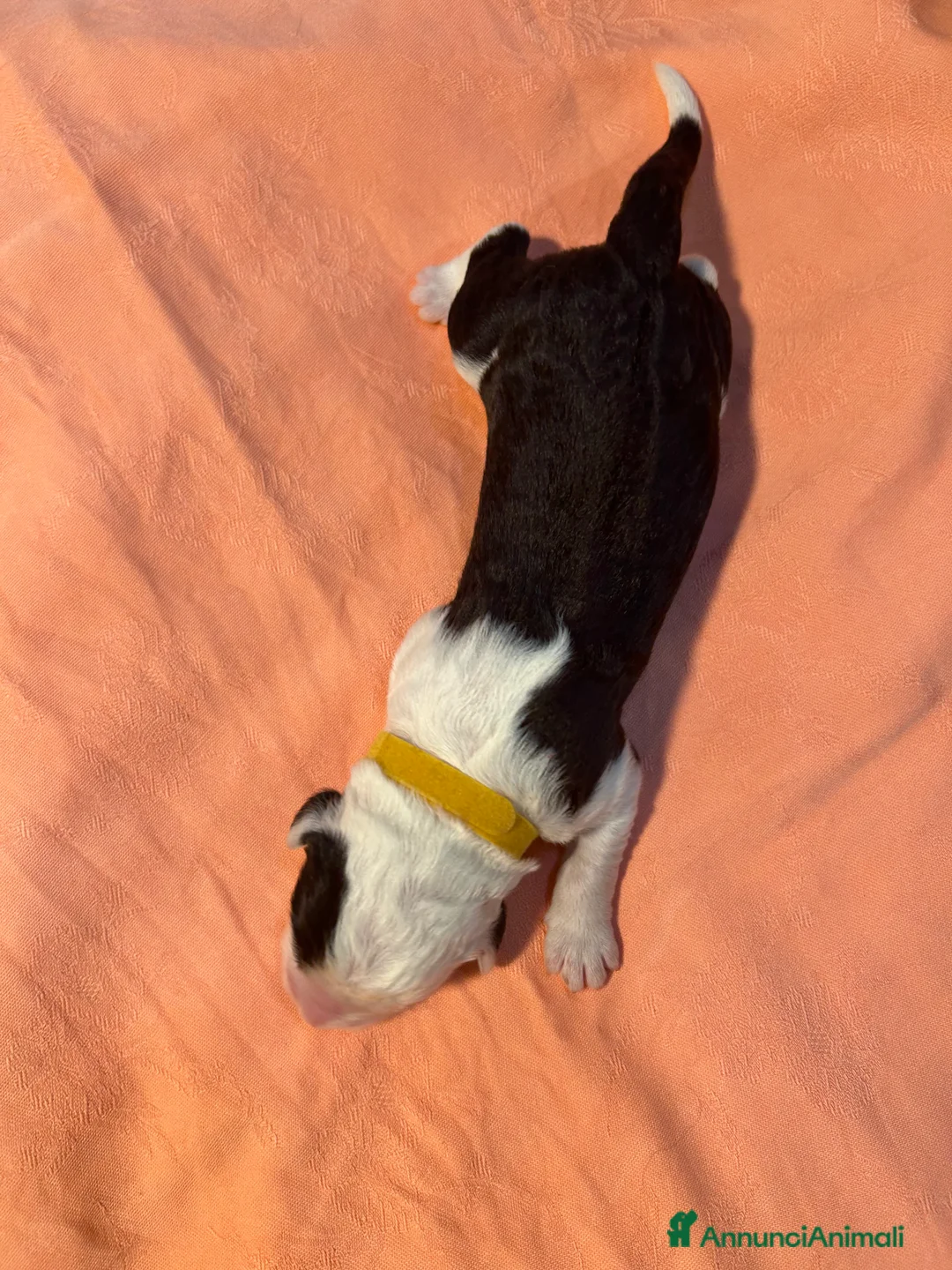 Bobtail cani in vendita: Cuccioli di Bobtail  - Annuncio 18