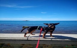 Pinscher Miniatura cani in regalo: STARLET, MINI PINSCHER dolcissima a Città Metropolitana di Firenze - Immagine 11