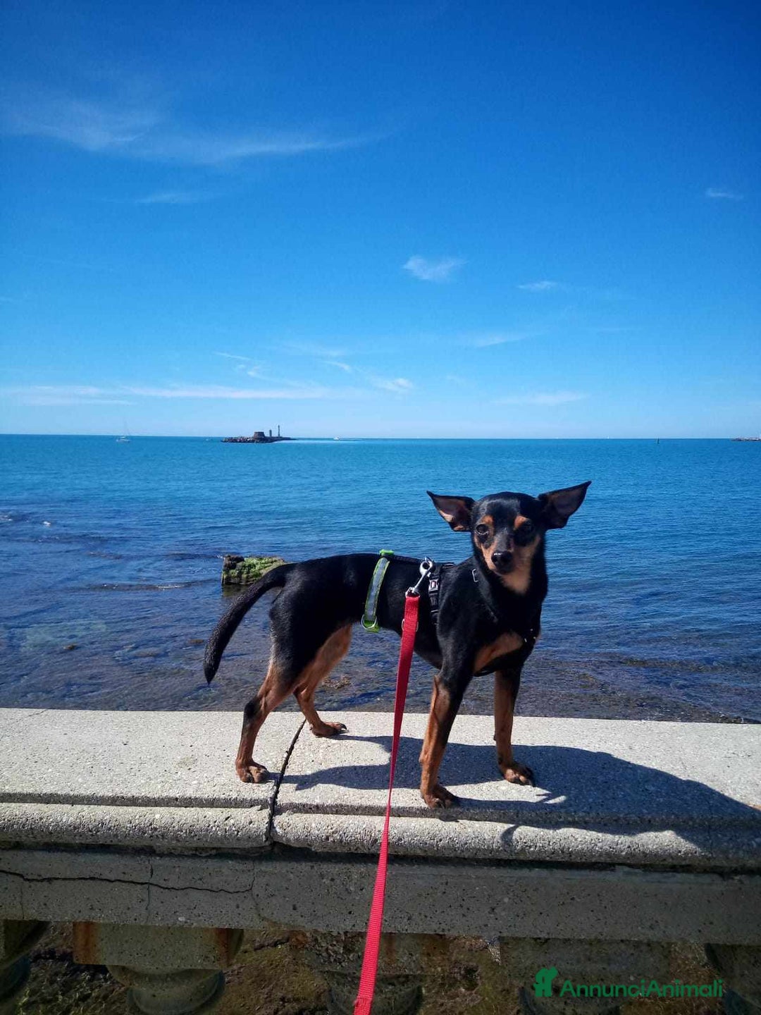 Pinscher Miniatura cani in regalo: STARLET, MINI PINSCHER dolcissima a Città Metropolitana di Firenze - Immagine 11