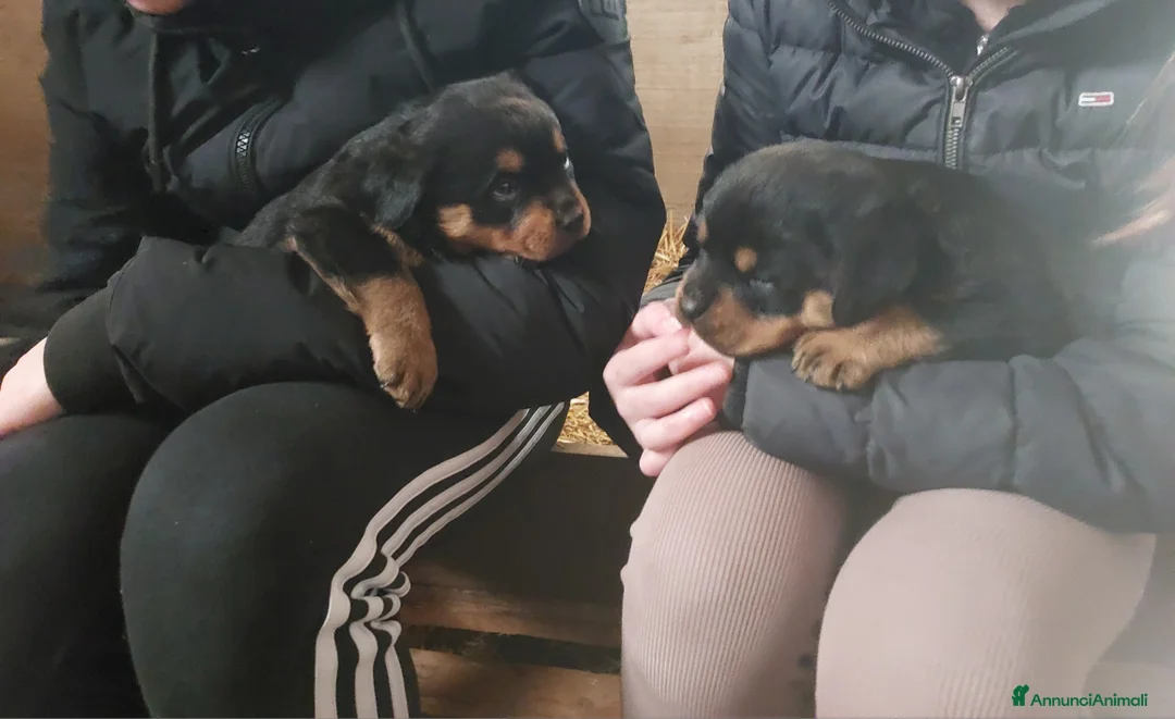 Rottweiler cani in vendita: Cuccioli di ROTTWEILER  - Annuncio 1