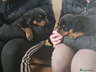 Rottweiler cani Cuccioli di ROTTWEILER - Annuncio 16