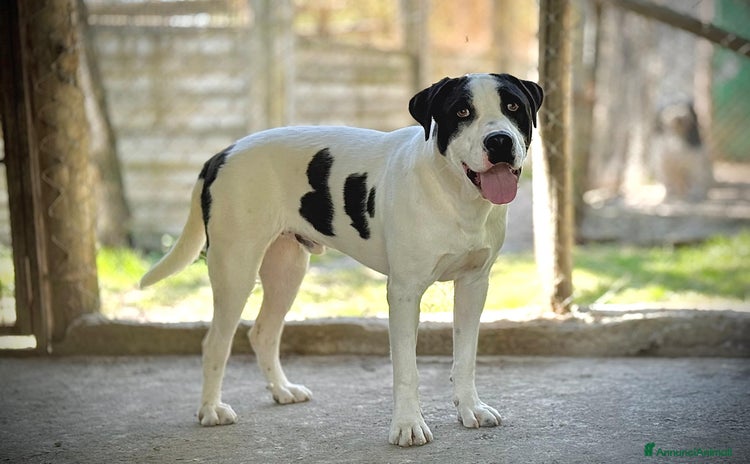 Meticcio cani - Annuncio 11