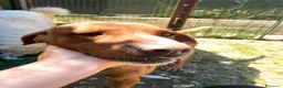 Meticcio cani in regalo: IL SIMPATICO E BELLISSIMO CORFU' - Annuncio 2