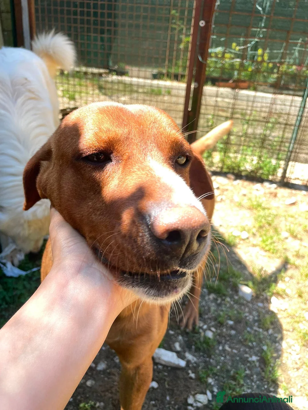 Meticcio cani in regalo: IL SIMPATICO E BELLISSIMO CORFU' - Annuncio 2