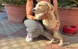 Meticcio cani in regalo: Stefano, Nicola & Giacomo, 3 mesi a Provincia di Bergamo - Immagine 4