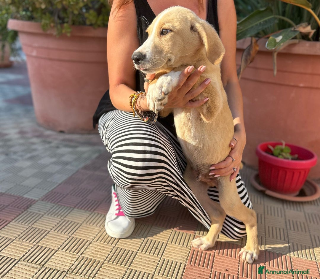 Meticcio cani in regalo: Stefano, Nicola & Giacomo, 3 mesi a Provincia di Bergamo - Immagine 4