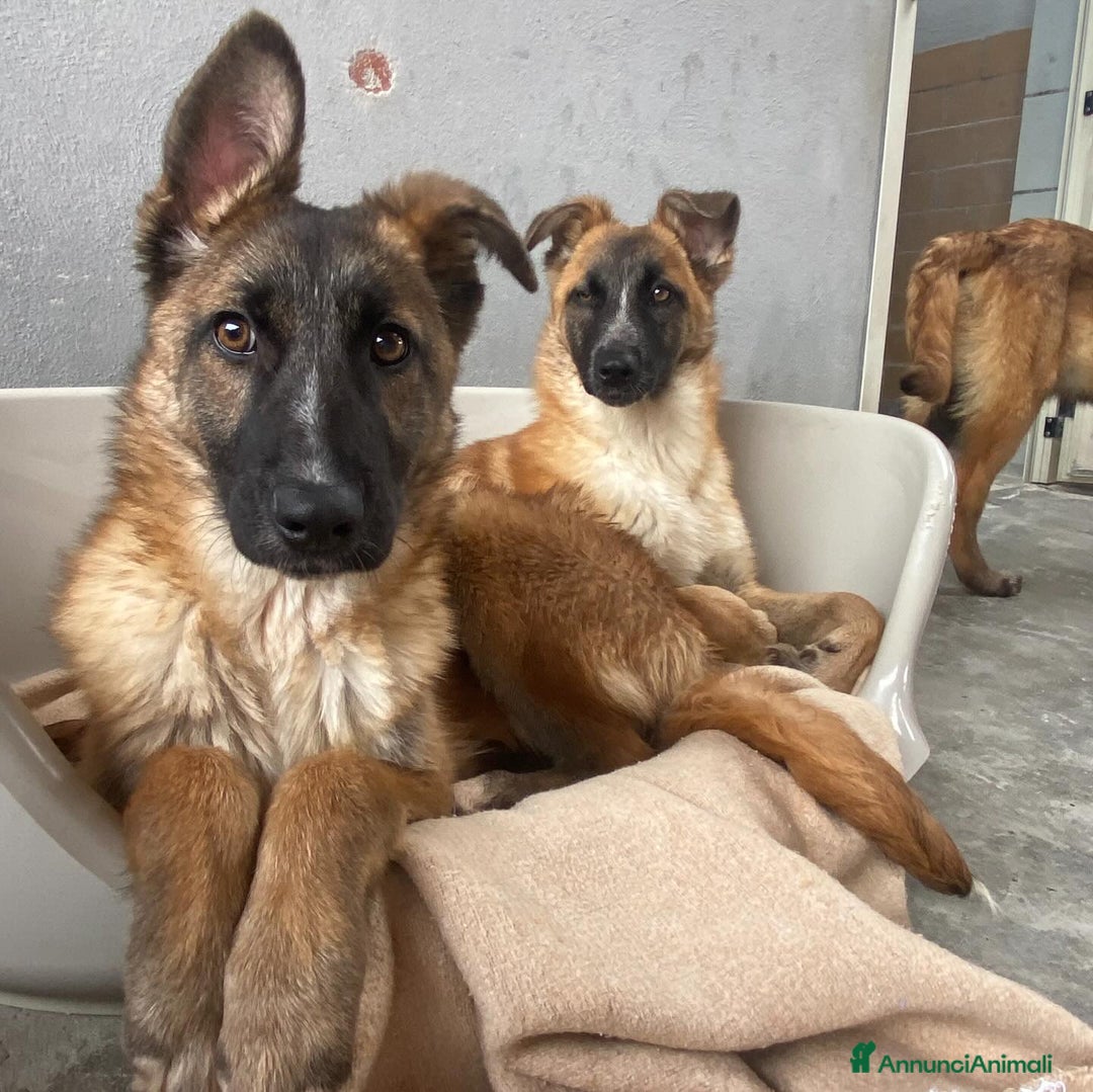 Meticcio cani in regalo: DAFNE cucciolona incrocio pastore belga adozione - Annuncio 8