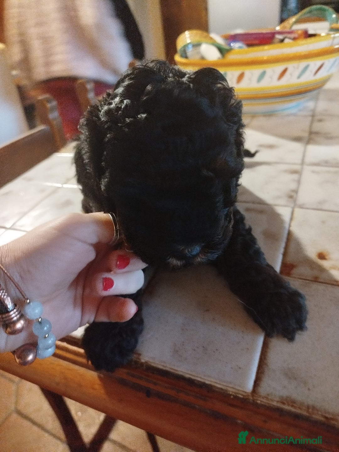 Barboncino cani in vendita: cuccioli Phantom  - Annuncio 13