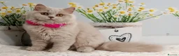 British gatti in vendita: British Longhair Femmina  - Annuncio 9
