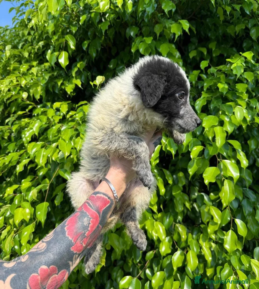 Meticcio cani in regalo: AUGUSTO 💙 una nuvola bianca e nera 😍 - Annuncio 2