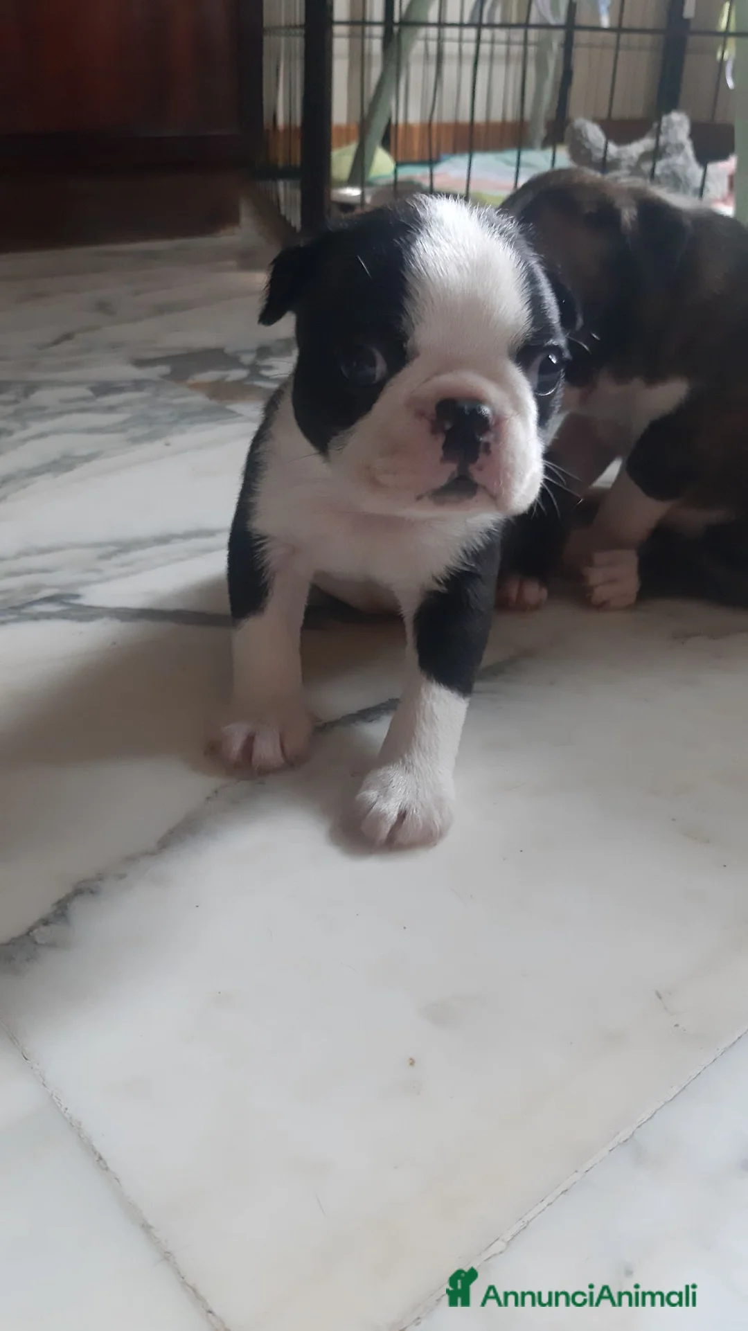 Boston Terrier cani in vendita: Cuccioli di Boston terrier con pedigree  - Annuncio 2