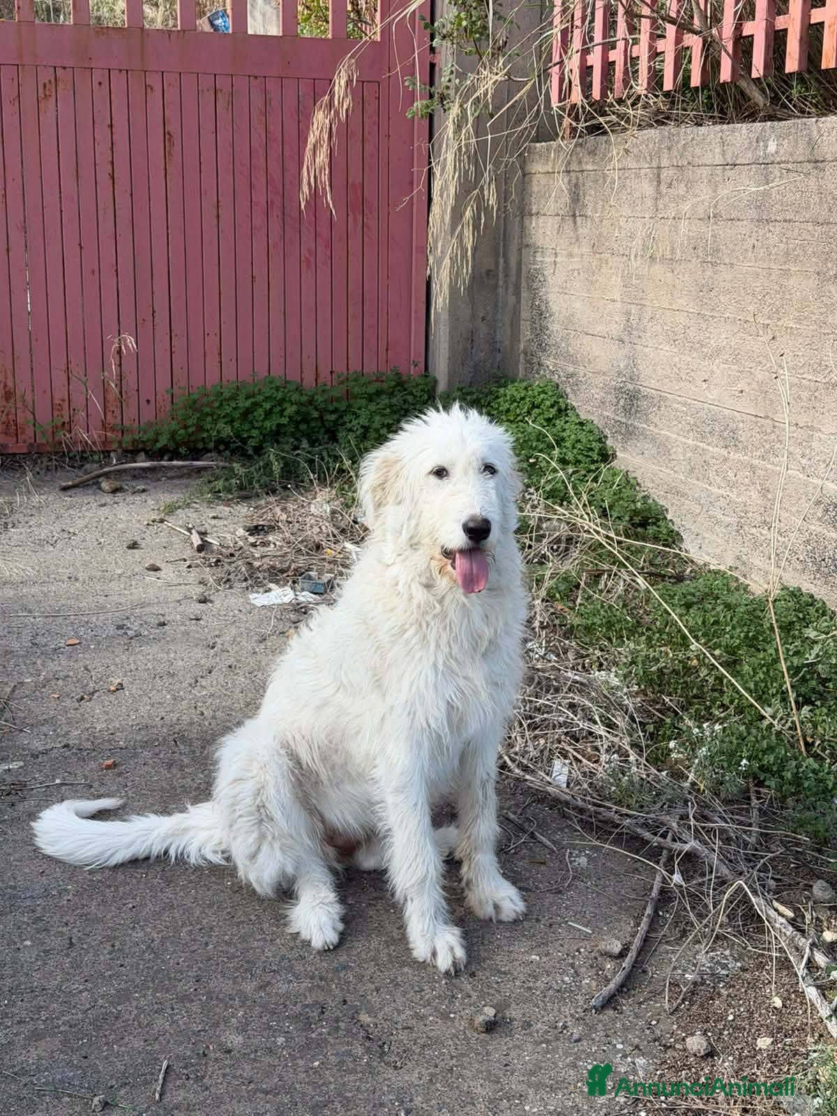 Meticcio cani bellissima nuvola in regalo - Annuncio 9