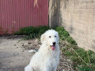 Meticcio cani bellissima nuvola in regalo - Annuncio 8