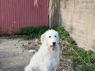 Meticcio cani bellissima nuvola in regalo - Annuncio 13