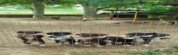 Meticcio cani in vendita: DOLCISSIMI CUCCIOLI CERCANO CASA a Provincia di Vicenza - Annuncio 3