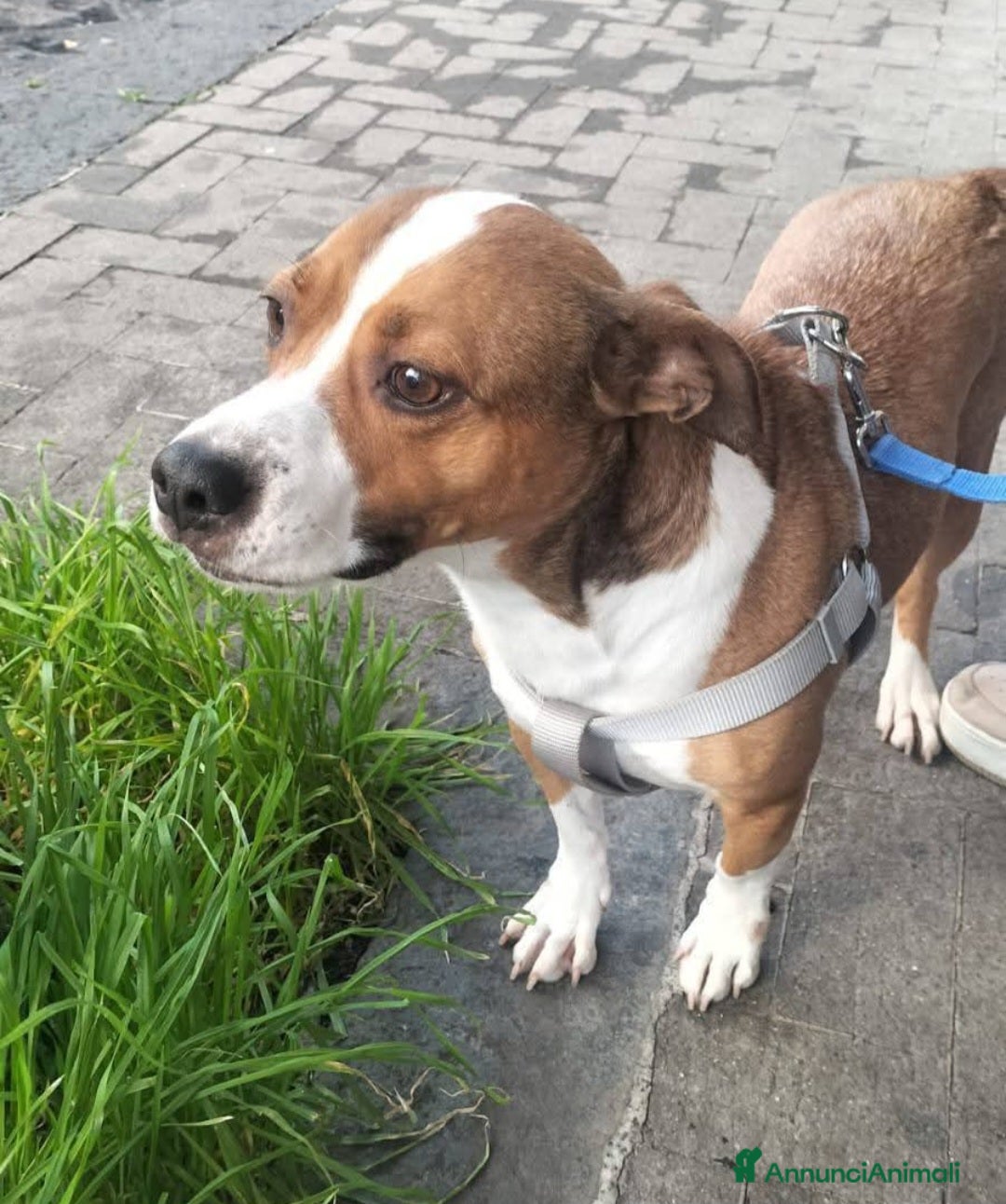 Meticcio cani Kira 7anni ISOLATA IN 1 TERRENO! URGE SICILIA - Annuncio 29