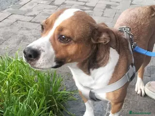 Meticcio cani Kira 7anni ISOLATA IN 1 TERRENO! URGE SICILIA - Annuncio 36