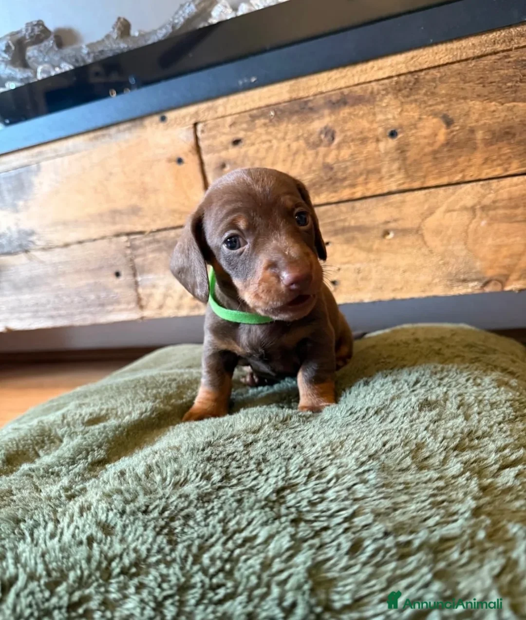 Bassotto cani in vendita: Bassoti Nani  - Annuncio 3